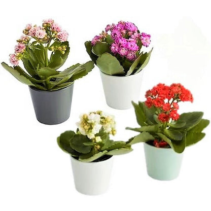 Flaming Katy, Kalanchoe blossfeldiana, indoor - www.FOP.ae Buy online Best and Healthy Plants and quality products guarantee in Dubai Plants Shop in Dubai Abu Dhabi all over UAE Plants near me Fresh Plants in Dubai where to buy plants in UAE - FOP.ae
