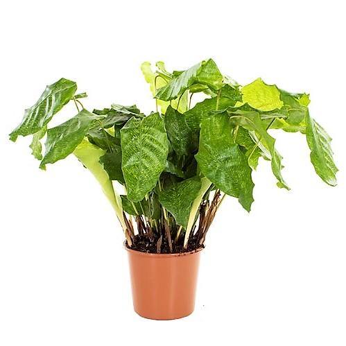 Calathea Mosaica, Network - www.FOP.ae Buy online Best and Healthy Plants and quality products guarantee in Dubai Plants Shop in Dubai Abu Dhabi all over UAE Plants near me Fresh Plants in Dubai where to buy plants in UAE - FOP.ae