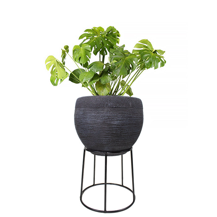 Stand SP D - www.FOP.ae Buy online Best and Healthy Plants and quality products guarantee in Dubai Plants Shop in Dubai Abu Dhabi all over UAE Plants near me Fresh Plants in Dubai where to buy plants in UAE - FOP.ae