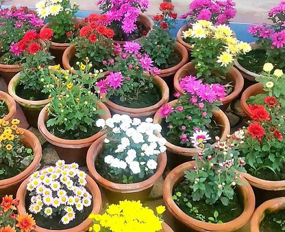 Chrysanthemum mix assorted - www.FOP.ae Buy online Best and Healthy Plants and quality products guarantee in Dubai Plants Shop in Dubai Abu Dhabi all over UAE Plants near me Fresh Plants in Dubai where to buy plants in UAE - FOP.ae