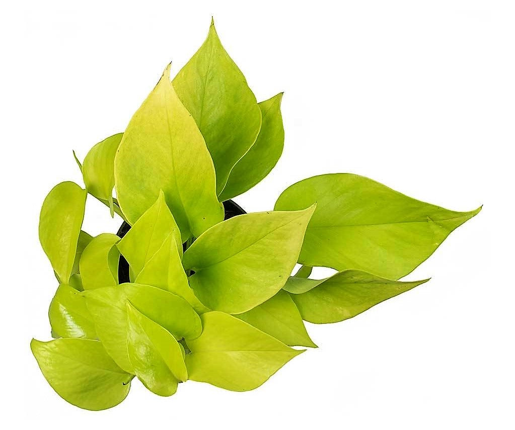 Neon Pothos - www.FOP.ae Buy online Best and Healthy Plants and quality products guarantee in Dubai Plants Shop in Dubai Abu Dhabi all over UAE Plants near me Fresh Plants in Dubai where to buy plants in UAE - FOP.ae