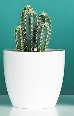 Peruvian Cactus, Cereus Peruvianus - www.FOP.ae Buy online Best and Healthy Plants and quality products guarantee in Dubai Plants Shop in Dubai Abu Dhabi all over UAE Plants near me Fresh Plants in Dubai where to buy plants in UAE - FOP.ae