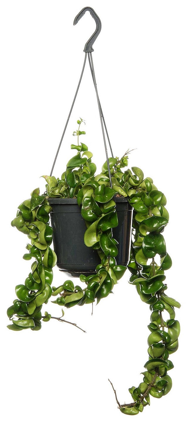 Rope Plant, Hoya Carnosa Compacta, Porcelain Flower - www.FOP.ae Buy online Best and Healthy Plants and quality products guarantee in Dubai Plants Shop in Dubai Abu Dhabi all over UAE Plants near me Fresh Plants in Dubai where to buy plants in UAE - FOP.ae
