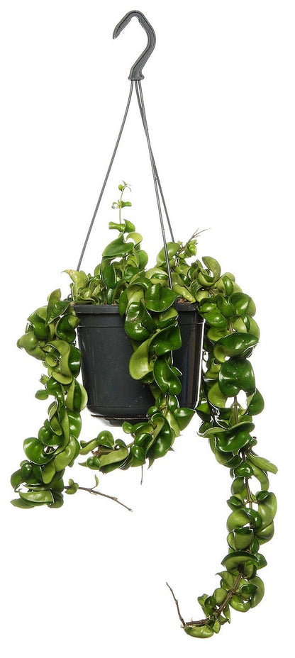 Rope Plant, Hoya Carnosa Compacta, Porcelain Flower - www.FOP.ae Buy online Best and Healthy Plants and quality products guarantee in Dubai Plants Shop in Dubai Abu Dhabi all over UAE Plants near me Fresh Plants in Dubai where to buy plants in UAE - FOP.ae