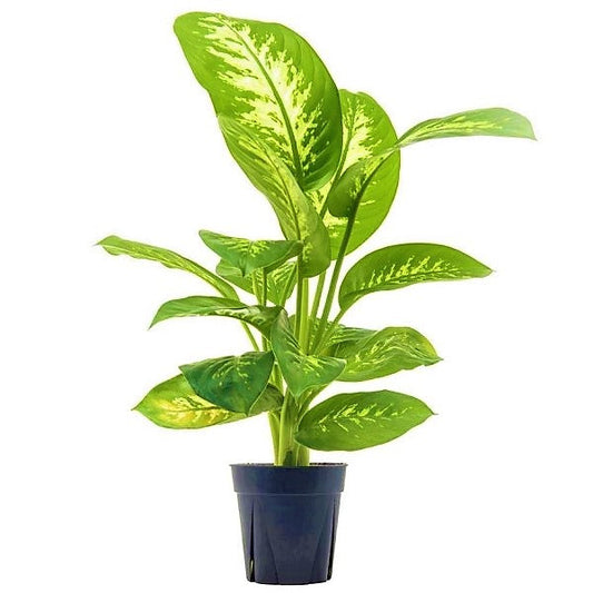 Dieffenbachia Seguine, Tropic Snow - www.FOP.ae Buy online Best and Healthy Plants and quality products guarantee in Dubai Plants Shop in Dubai Abu Dhabi all over UAE Plants near me Fresh Plants in Dubai where to buy plants in UAE - FOP.ae