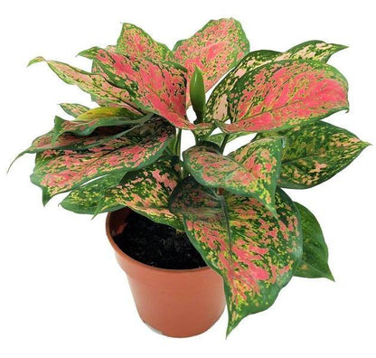 Aglonema sp, Lady Valentine - www.FOP.ae Buy online Best and Healthy Plants and quality products guarantee in Dubai Plants Shop in Dubai Abu Dhabi all over UAE Plants near me Fresh Plants in Dubai where to buy plants in UAE - FOP.ae