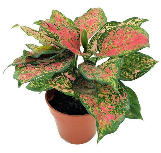 Aglonema sp, Lady Valentine - www.FOP.ae Buy online Best and Healthy Plants and quality products guarantee in Dubai Plants Shop in Dubai Abu Dhabi all over UAE Plants near me Fresh Plants in Dubai where to buy plants in UAE - FOP.ae