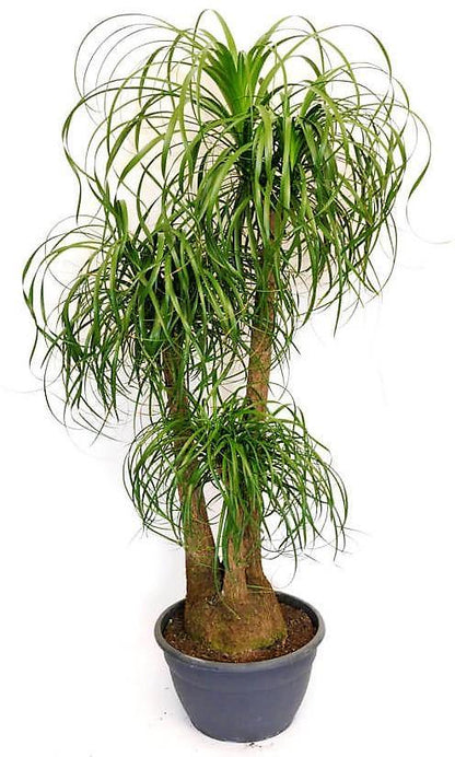 Elephant’s Foot, Beaucarnea Recurvata, Ponytail Palm - www.FOP.ae Buy online Best and Healthy Plants and quality products guarantee in Dubai Plants Shop in Dubai Abu Dhabi all over UAE Plants near me Fresh Plants in Dubai where to buy plants in UAE - FOP.ae