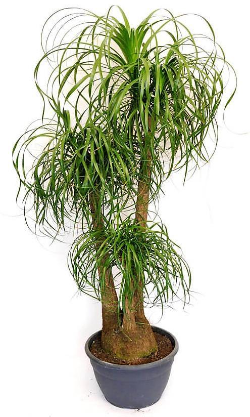 Elephant’s Foot, Beaucarnea Recurvata, Ponytail Palm - www.FOP.ae Buy online Best and Healthy Plants and quality products guarantee in Dubai Plants Shop in Dubai Abu Dhabi all over UAE Plants near me Fresh Plants in Dubai where to buy plants in UAE - FOP.ae