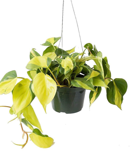 Philodendron Brasil - www.FOP.ae Buy online Best and Healthy Plants and quality products guarantee in Dubai Plants Shop in Dubai Abu Dhabi all over UAE Plants near me Fresh Plants in Dubai where to buy plants in UAE - FOP.ae