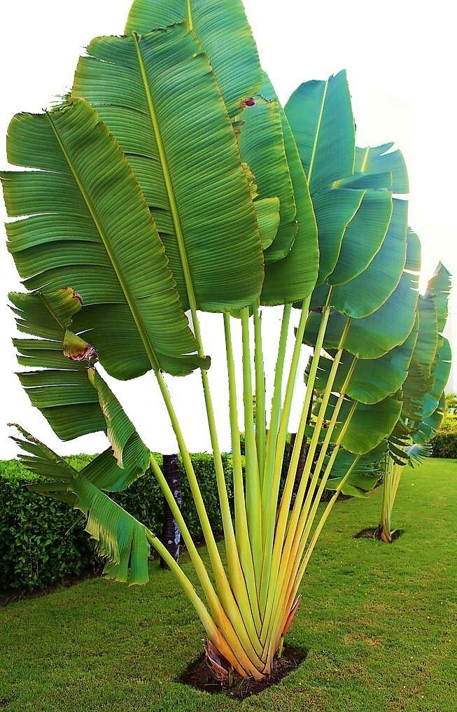 Ravenala Madagascariensis, Traveller’s Palm - www.FOP.ae Buy online Best and Healthy Plants and quality products guarantee in Dubai Plants Shop in Dubai Abu Dhabi all over UAE Plants near me Fresh Plants in Dubai where to buy plants in UAE - FOP.ae