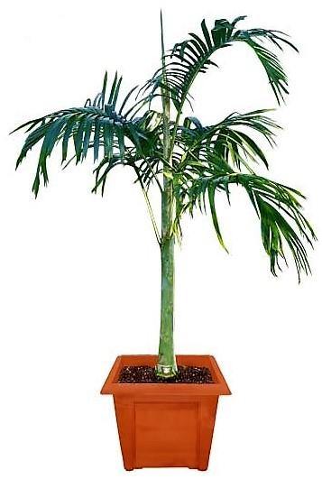 Carpentaria Palm, Carpentaria Acuminata - www.FOP.ae Buy online Best and Healthy Plants and quality products guarantee in Dubai Plants Shop in Dubai Abu Dhabi all over UAE Plants near me Fresh Plants in Dubai where to buy plants in UAE - FOP.ae