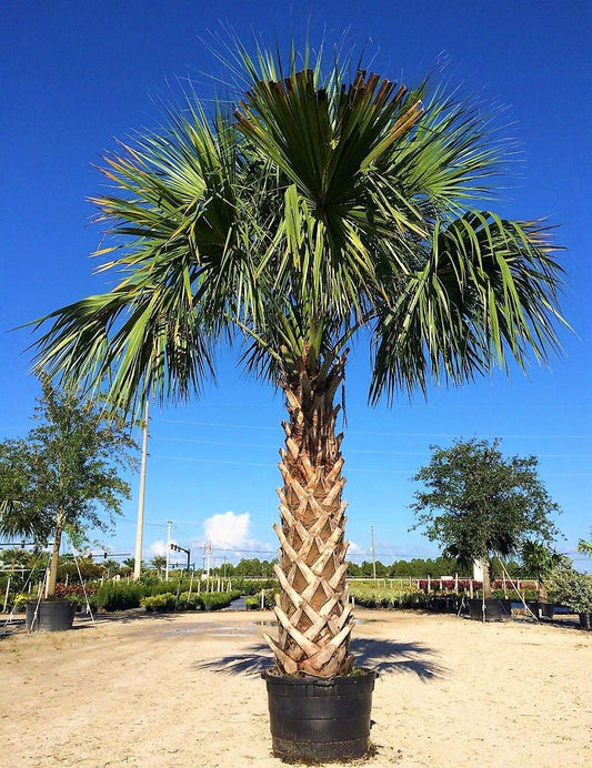 Sabal Palm, Sabal palmetto, Cabbage Palmetto, Carolina Palmetto - www.FOP.ae Buy online Best and Healthy Plants and quality products guarantee in Dubai Plants Shop in Dubai Abu Dhabi all over UAE Plants near me Fresh Plants in Dubai where to buy plants in UAE - FOP.ae