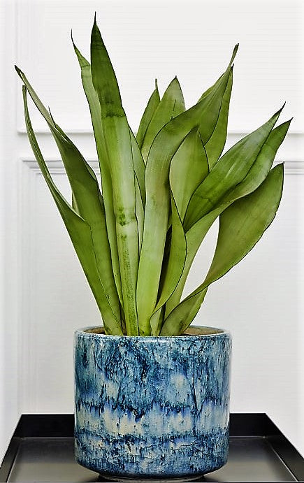 Snake Plant MoonShine, Sansevieria trifasciata - www.FOP.ae Buy online Best and Healthy Plants and quality products guarantee in Dubai Plants Shop in Dubai Abu Dhabi all over UAE Plants near me Fresh Plants in Dubai where to buy plants in UAE - FOP.ae