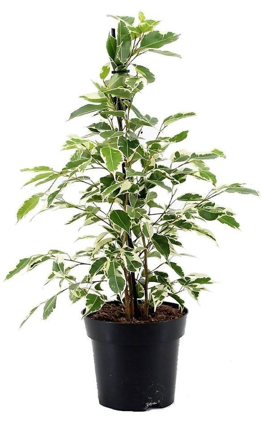 Ficus Benjamina, Twilight - www.FOP.ae Buy online Best and Healthy Plants and quality products guarantee in Dubai Plants Shop in Dubai Abu Dhabi all over UAE Plants near me Fresh Plants in Dubai where to buy plants in UAE - FOP.ae