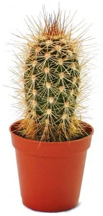 Pachy Cactus - www.FOP.ae Buy online Best and Healthy Plants and quality products guarantee in Dubai Plants Shop in Dubai Abu Dhabi all over UAE Plants near me Fresh Plants in Dubai where to buy plants in UAE - FOP.ae