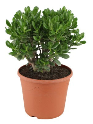 Money Tree, Crassula ovata, Dollar Plant, Jade Plant, Jade Tree - www.FOP.ae Buy online Best and Healthy Plants and quality products guarantee in Dubai Plants Shop in Dubai Abu Dhabi all over UAE Plants near me Fresh Plants in Dubai where to buy plants in UAE - FOP.ae