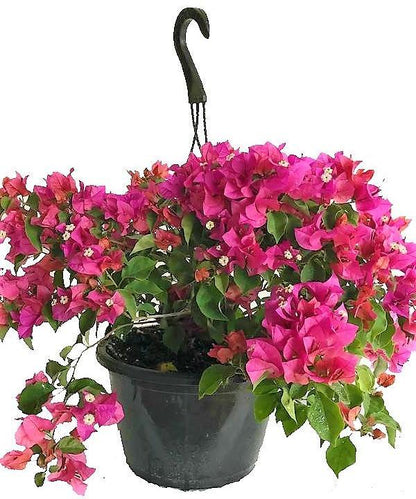 Bougainvillea Pink Pixie - www.FOP.ae Buy online Best and Healthy Plants and quality products guarantee in Dubai Plants Shop in Dubai Abu Dhabi all over UAE Plants near me Fresh Plants in Dubai where to buy plants in UAE - FOP.ae