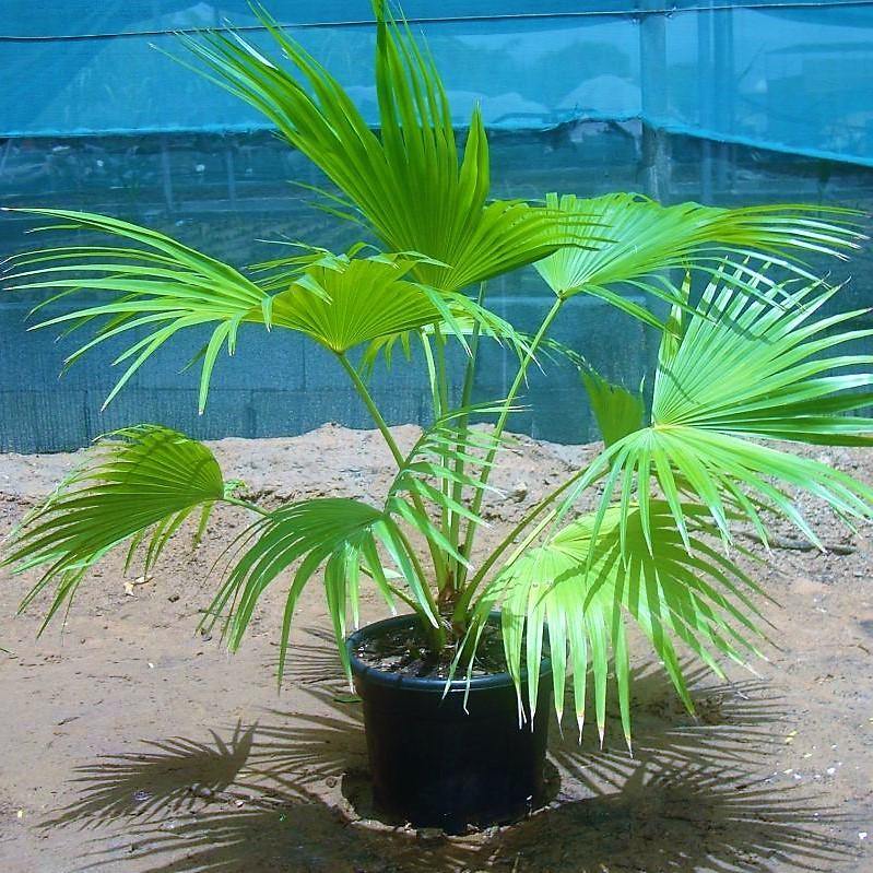 Chinese Fan Palm, Livistona Chinensis, Fountain Palm - www.FOP.ae Buy online Best and Healthy Plants and quality products guarantee in Dubai Plants Shop in Dubai Abu Dhabi all over UAE Plants near me Fresh Plants in Dubai where to buy plants in UAE - FOP.ae