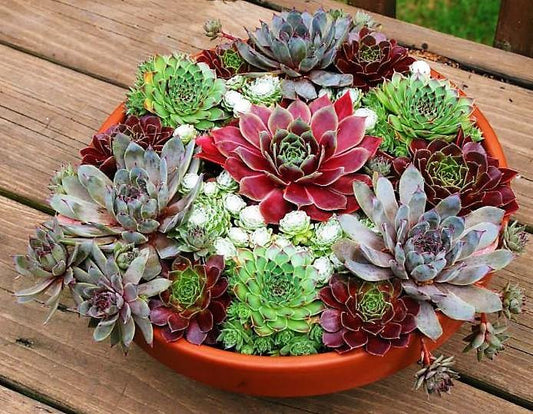 Hens & Chicks, Sempervivum, Houseleeks Mixed - www.FOP.ae Buy online Best and Healthy Plants and quality products guarantee in Dubai Plants Shop in Dubai Abu Dhabi all over UAE Plants near me Fresh Plants in Dubai where to buy plants in UAE - FOP.ae