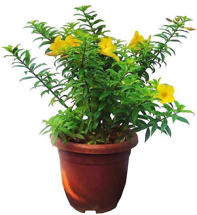 Allamanda Cathartica, Golden Trumpet - www.FOP.ae Buy online Best and Healthy Plants and quality products guarantee in Dubai Plants Shop in Dubai Abu Dhabi all over UAE Plants near me Fresh Plants in Dubai where to buy plants in UAE - FOP.ae