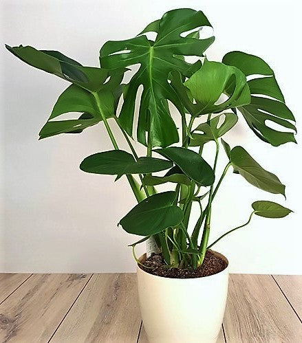 Swiss Cheese Plant, Monstera Deliciosa , The Hurricane - www.FOP.ae Buy online Best and Healthy Plants and quality products guarantee in Dubai Plants Shop in Dubai Abu Dhabi all over UAE Plants near me Fresh Plants in Dubai where to buy plants in UAE - FOP.ae