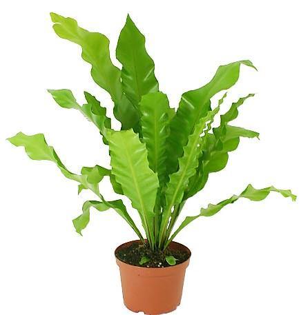 Bird’s Nest Fern, Asplenium Nidus - www.FOP.ae Buy online Best and Healthy Plants and quality products guarantee in Dubai Plants Shop in Dubai Abu Dhabi all over UAE Plants near me Fresh Plants in Dubai where to buy plants in UAE - FOP.ae