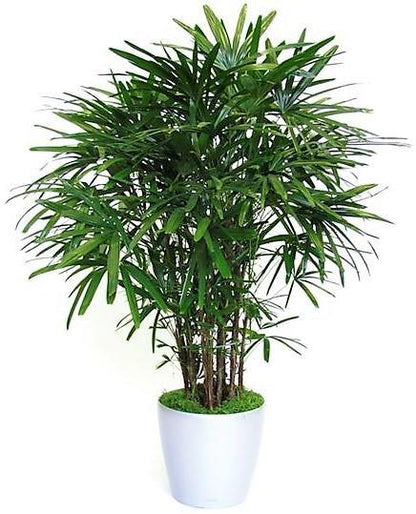 Lady Palm, Rhapis Excelsa, Miniature Fan Palm - www.FOP.ae Buy online Best and Healthy Plants and quality products guarantee in Dubai Plants Shop in Dubai Abu Dhabi all over UAE Plants near me Fresh Plants in Dubai where to buy plants in UAE - FOP.ae