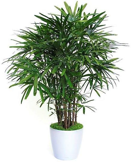 Lady Palm, Rhapis Excelsa, Miniature Fan Palm - www.FOP.ae Buy online Best and Healthy Plants and quality products guarantee in Dubai Plants Shop in Dubai Abu Dhabi all over UAE Plants near me Fresh Plants in Dubai where to buy plants in UAE - FOP.ae