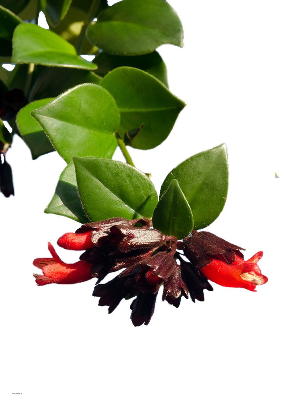 Mona Lisa, Aeschynanthus, Lipstick - www.FOP.ae Buy online Best and Healthy Plants and quality products guarantee in Dubai Plants Shop in Dubai Abu Dhabi all over UAE Plants near me Fresh Plants in Dubai where to buy plants in UAE - FOP.ae