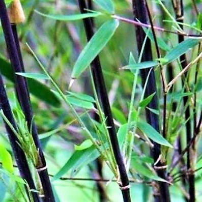 Bambus Green, Tropical Bamboo - www.FOP.ae Buy online Best and Healthy Plants and quality products guarantee in Dubai Plants Shop in Dubai Abu Dhabi all over UAE Plants near me Fresh Plants in Dubai where to buy plants in UAE - FOP.ae