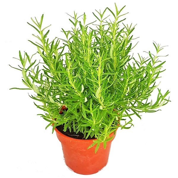 Rosmarinus Officialis, Rosemary Herb Outdoor - www.FOP.ae Buy online Best and Healthy Plants and quality products guarantee in Dubai Plants Shop in Dubai Abu Dhabi all over UAE Plants near me Fresh Plants in Dubai where to buy plants in UAE - FOP.ae