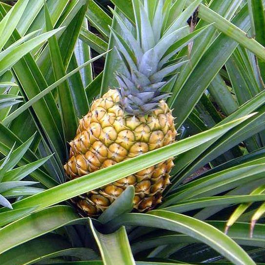 Pineapple, Ananas Comosus - www.FOP.ae Buy online Best and Healthy Plants and quality products guarantee in Dubai Plants Shop in Dubai Abu Dhabi all over UAE Plants near me Fresh Plants in Dubai where to buy plants in UAE - FOP.ae
