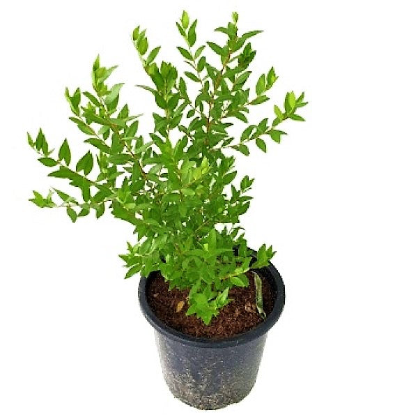 ‎Myrtle, Myrtus Communis - www.FOP.ae Buy online Best and Healthy Plants and quality products guarantee in Dubai Plants Shop in Dubai Abu Dhabi all over UAE Plants near me Fresh Plants in Dubai where to buy plants in UAE - FOP.ae