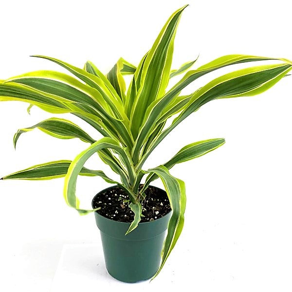 Dracaena Deremensis, Warneckii small - www.FOP.ae Buy online Best and Healthy Plants and quality products guarantee in Dubai Plants Shop in Dubai Abu Dhabi all over UAE Plants near me Fresh Plants in Dubai where to buy plants in UAE - FOP.ae