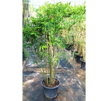 Bambusa multiplex, Chinese Dwarf Bamboo - www.FOP.ae Buy online Best and Healthy Plants and quality products guarantee in Dubai Plants Shop in Dubai Abu Dhabi all over UAE Plants near me Fresh Plants in Dubai where to buy plants in UAE - FOP.ae