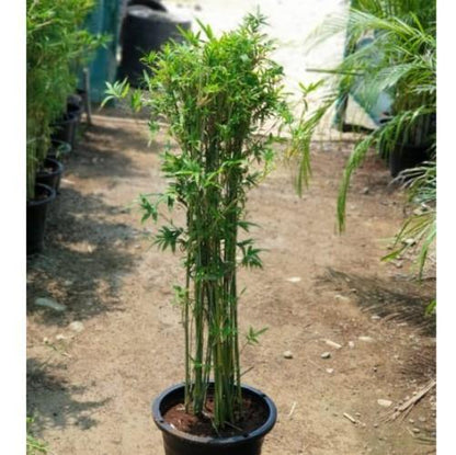 Bambusa multiplex, Chinese Dwarf Bamboo - www.FOP.ae Buy online Best and Healthy Plants and quality products guarantee in Dubai Plants Shop in Dubai Abu Dhabi all over UAE Plants near me Fresh Plants in Dubai where to buy plants in UAE - FOP.ae