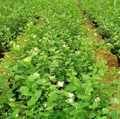 Jasminum sambac, The Arabian Jasmine - www.FOP.ae Buy online Best and Healthy Plants and quality products guarantee in Dubai Plants Shop in Dubai Abu Dhabi all over UAE Plants near me Fresh Plants in Dubai where to buy plants in UAE - FOP.ae
