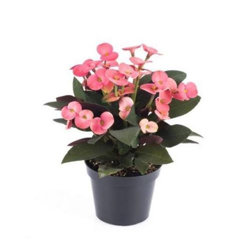 Euphorbia Milii, Crown Of Thorns - www.FOP.ae Buy online Best and Healthy Plants and quality products guarantee in Dubai Plants Shop in Dubai Abu Dhabi all over UAE Plants near me Fresh Plants in Dubai where to buy plants in UAE - FOP.ae