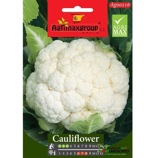 Cauliflower Seeds - www.FOP.ae Buy online Best and Healthy Plants and quality products guarantee in Dubai Plants Shop in Dubai Abu Dhabi all over UAE Plants near me Fresh Plants in Dubai where to buy plants in UAE - FOP.ae