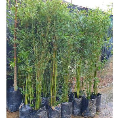 Bambusa multiplex, Chinese Dwarf Bamboo - www.FOP.ae Buy online Best and Healthy Plants and quality products guarantee in Dubai Plants Shop in Dubai Abu Dhabi all over UAE Plants near me Fresh Plants in Dubai where to buy plants in UAE - FOP.ae