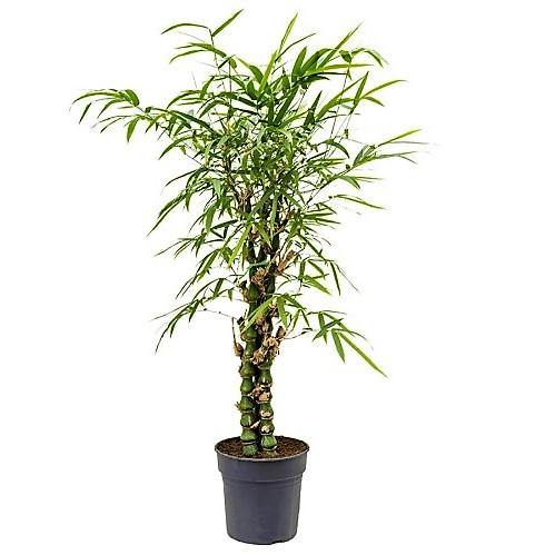 Bambusa Ventricosa, Buddha’s Belly Bamboo - www.FOP.ae Buy online Best and Healthy Plants and quality products guarantee in Dubai Plants Shop in Dubai Abu Dhabi all over UAE Plants near me Fresh Plants in Dubai where to buy plants in UAE - FOP.ae