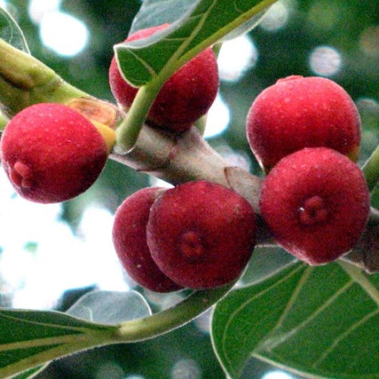 Ficus Benghalensis, Banyan Fig - www.FOP.ae Buy online Best and Healthy Plants and quality products guarantee in Dubai Plants Shop in Dubai Abu Dhabi all over UAE Plants near me Fresh Plants in Dubai where to buy plants in UAE - FOP.ae