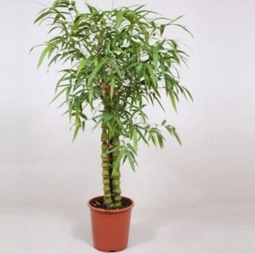 Bambusa Ventricosa, Buddha’s Belly Bamboo - www.FOP.ae Buy online Best and Healthy Plants and quality products guarantee in Dubai Plants Shop in Dubai Abu Dhabi all over UAE Plants near me Fresh Plants in Dubai where to buy plants in UAE - FOP.ae