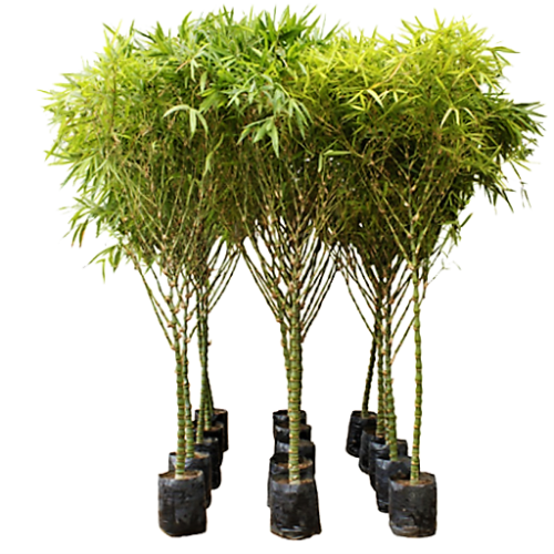 Bambusa Ventricosa, Buddha’s Belly Bamboo - www.FOP.ae Buy online Best and Healthy Plants and quality products guarantee in Dubai Plants Shop in Dubai Abu Dhabi all over UAE Plants near me Fresh Plants in Dubai where to buy plants in UAE - FOP.ae