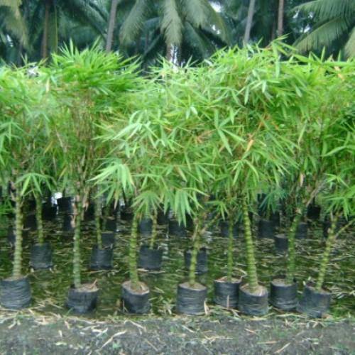 Bambusa Ventricosa, Buddha’s Belly Bamboo - www.FOP.ae Buy online Best and Healthy Plants and quality products guarantee in Dubai Plants Shop in Dubai Abu Dhabi all over UAE Plants near me Fresh Plants in Dubai where to buy plants in UAE - FOP.ae