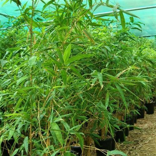 Bambusa vulgaris, Common Bamboo - www.FOP.ae Buy online Best and Healthy Plants and quality products guarantee in Dubai Plants Shop in Dubai Abu Dhabi all over UAE Plants near me Fresh Plants in Dubai where to buy plants in UAE - FOP.ae