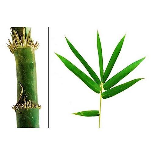 Bambusa vulgaris, Common Bamboo - www.FOP.ae Buy online Best and Healthy Plants and quality products guarantee in Dubai Plants Shop in Dubai Abu Dhabi all over UAE Plants near me Fresh Plants in Dubai where to buy plants in UAE - FOP.ae