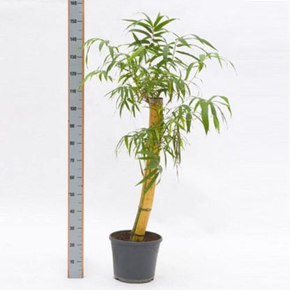 Bambusa vulgaris, Common Bamboo - www.FOP.ae Buy online Best and Healthy Plants and quality products guarantee in Dubai Plants Shop in Dubai Abu Dhabi all over UAE Plants near me Fresh Plants in Dubai where to buy plants in UAE - FOP.ae