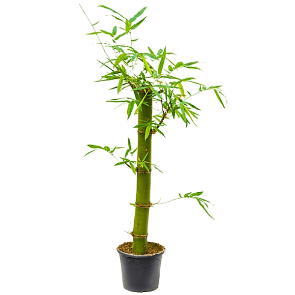 Bambusa vulgaris, Common Bamboo - www.FOP.ae Buy online Best and Healthy Plants and quality products guarantee in Dubai Plants Shop in Dubai Abu Dhabi all over UAE Plants near me Fresh Plants in Dubai where to buy plants in UAE - FOP.ae